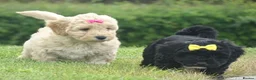 Cockapoo dogs for sale: Stunning Cockapoo Puppies  - Advert 14