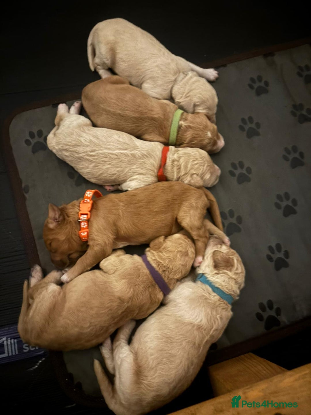 Goldendoodle dogs for sale: Beautiful F1B Goldendoodle Puppies – Ready Soon - Image 27