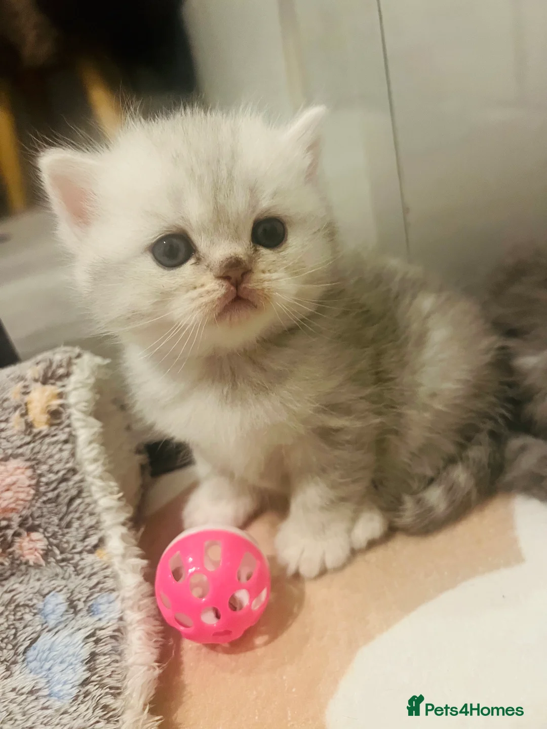 Scottish Fold cats for sale: Lovley Scottish fold and straight kittens  - Advert 12