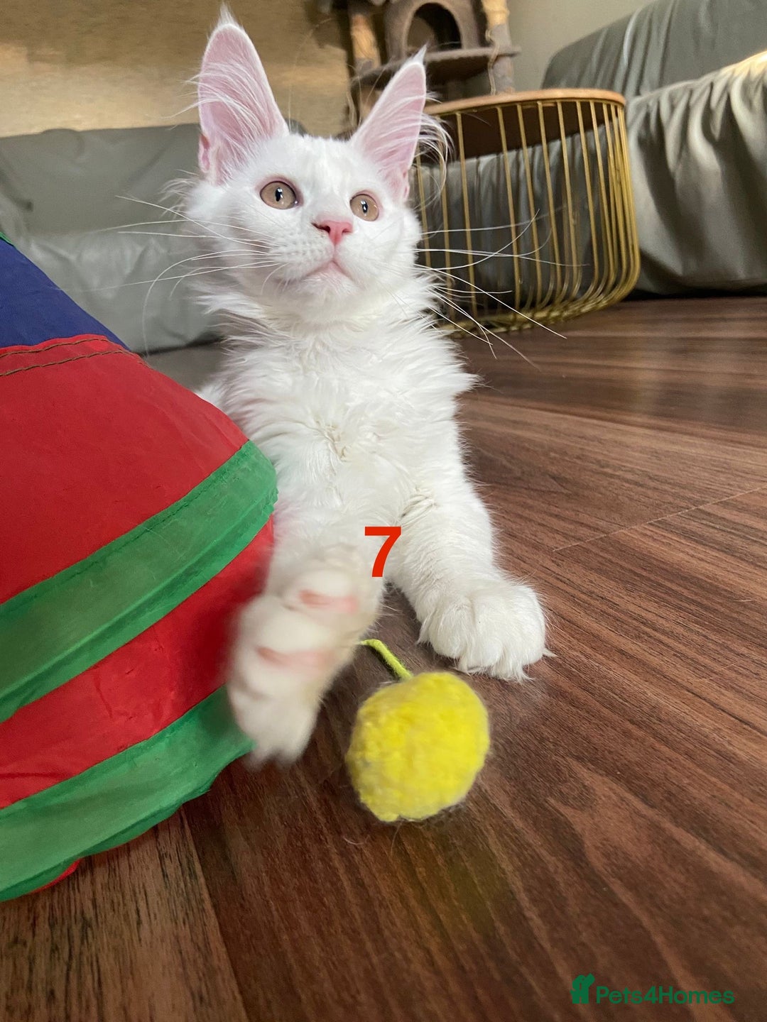 Maine Coon cats for sale: TICA Maine Coon Russian - Image 13
