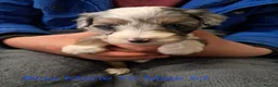 Aussiedoodle dogs for sale: Aussiedoodles - Advert 12
