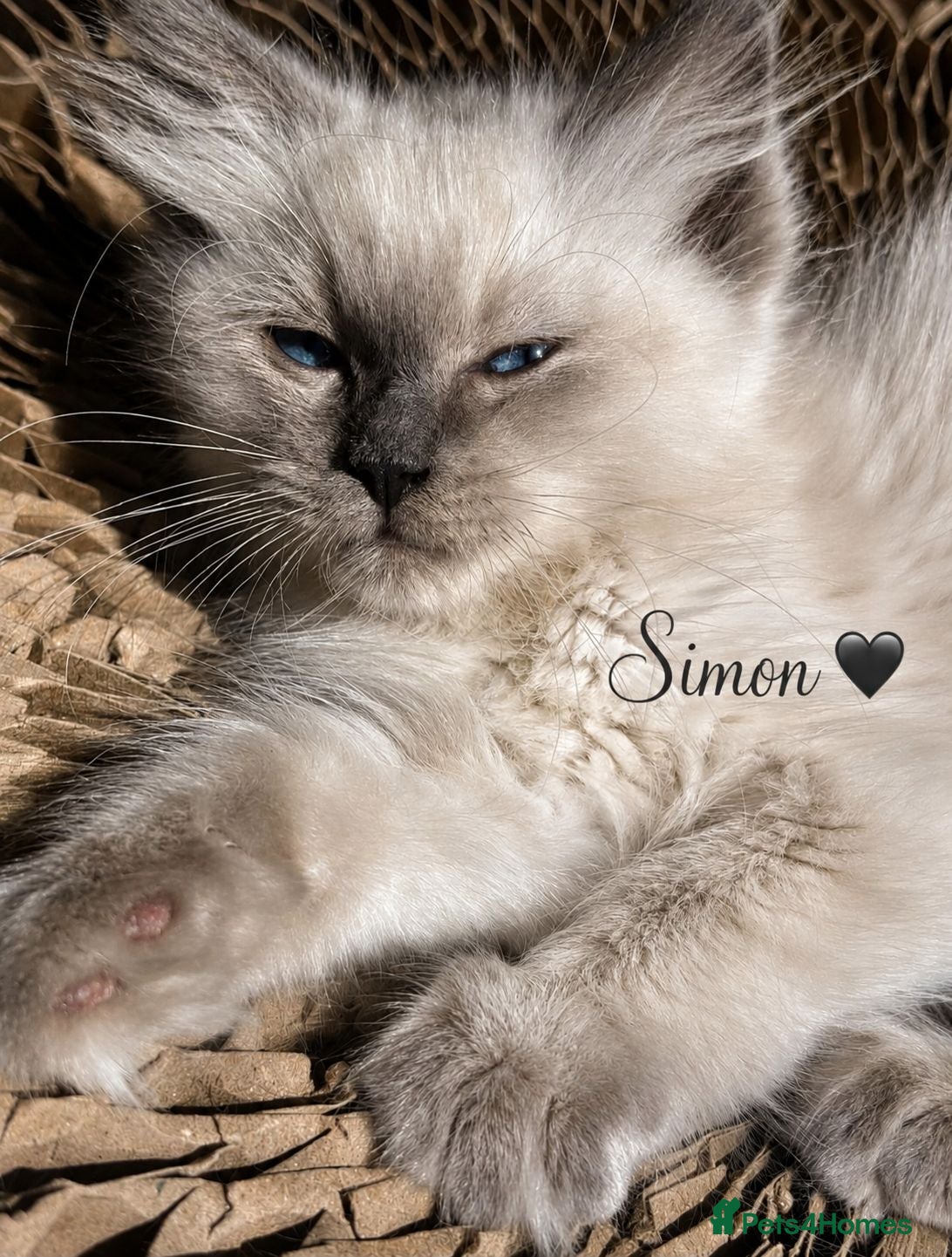Ragdoll cats ✨️ Stunning TICA-Registered Ragdoll Kittens ✨️ - Advert 2