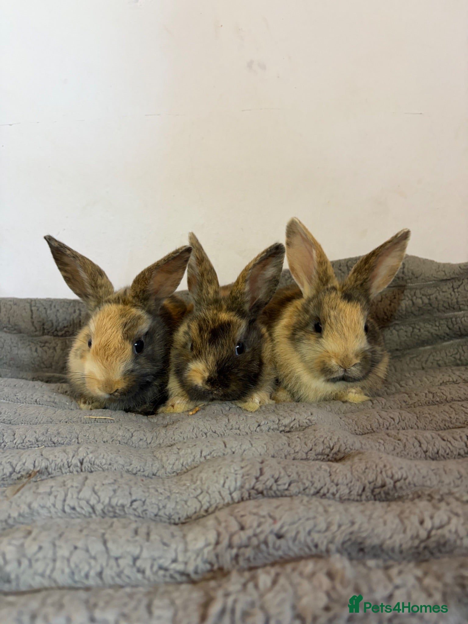 French Lop rabbits 5 baby rabbits ready to go now - Advert 1