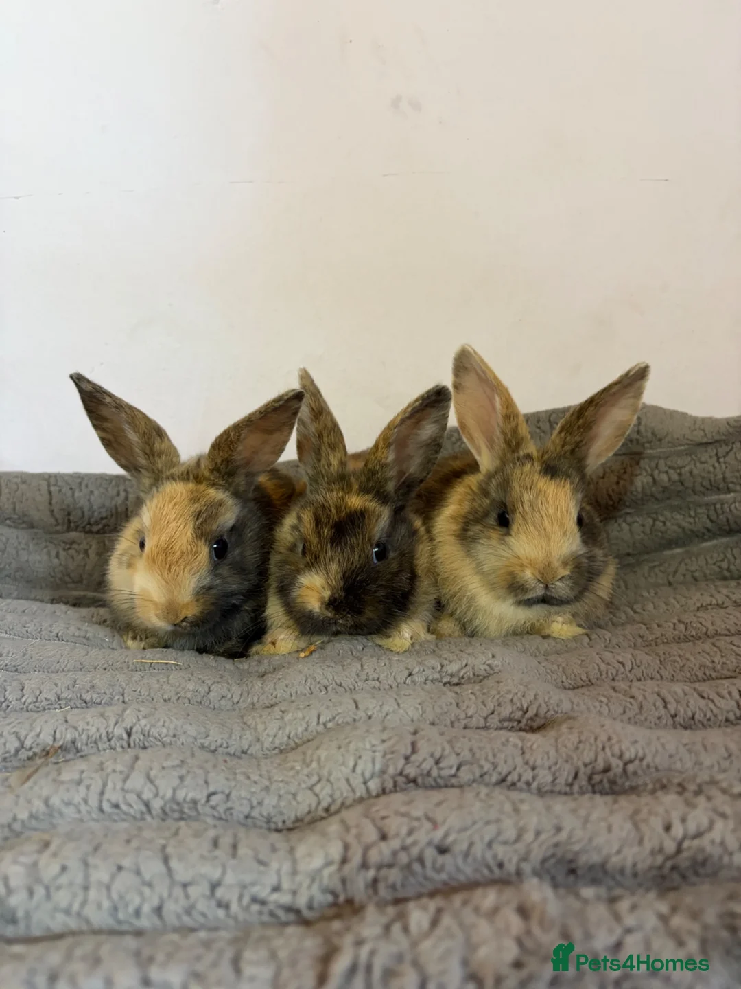 French Lop rabbits for sale: 5 baby rabbits ready to go now - Advert 1