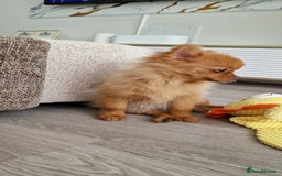 Pomeranian dogs for sale: Beautiful 5-Month-Old Pomeranian Girl for Sale  - Image 2