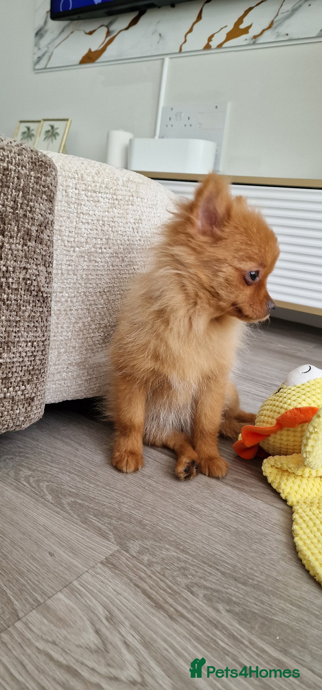 Pomeranian dogs for sale: Beautiful 5-Month-Old Pomeranian Girl for Sale  - Image 2