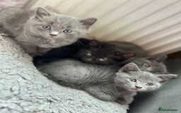 Russian Blue cats for sale: Russian Blue x British Shorthair Kittens for sale - Image 4
