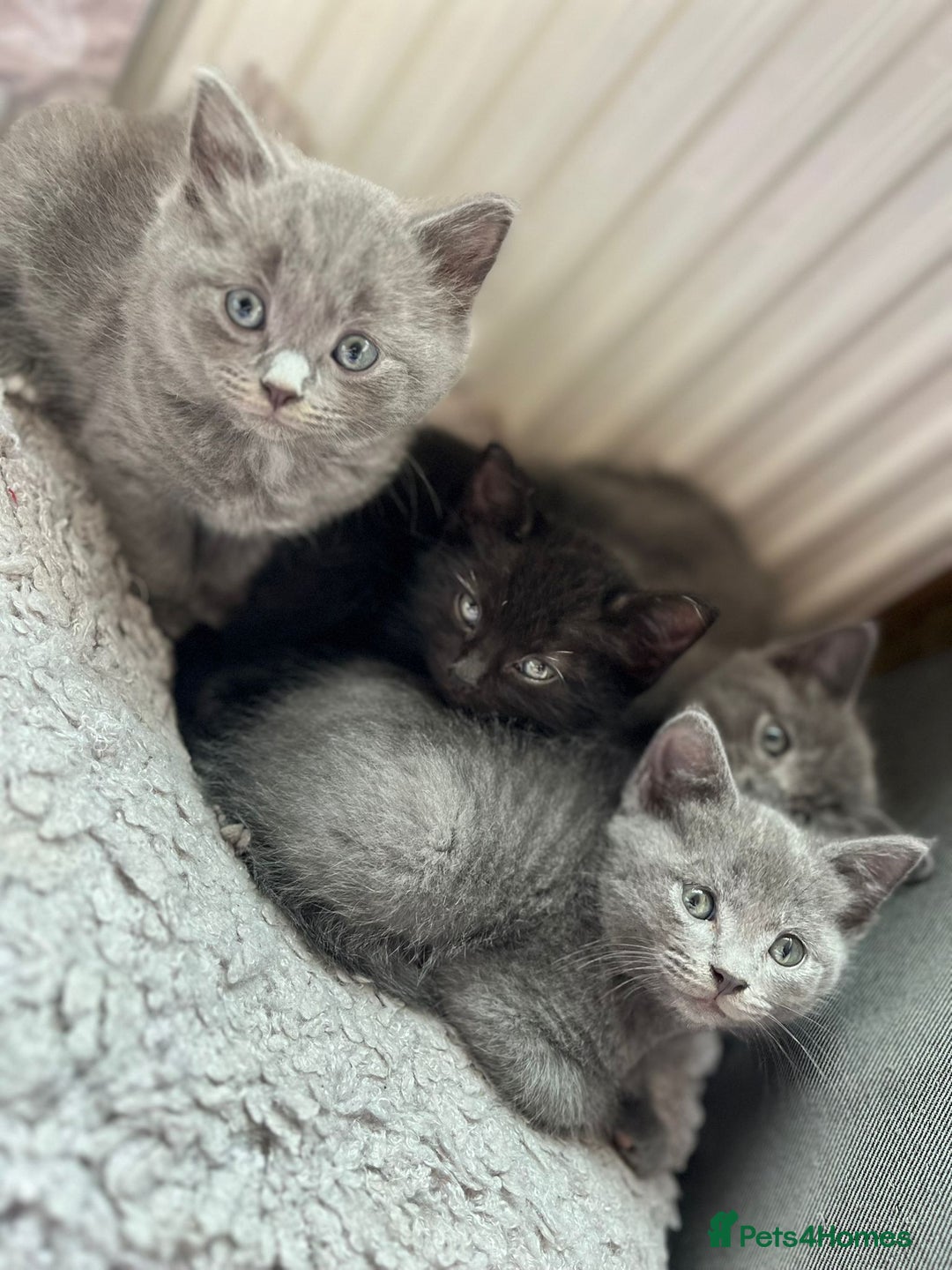 Russian Blue cats for sale: Russian Blue x British Shorthair Kittens for sale - Image 4