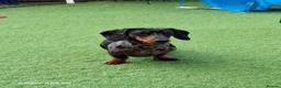 Miniature Dachshund dogs for sale: Stunning Miniature Smooth Haired Dachshund Puppies - Advert 2
