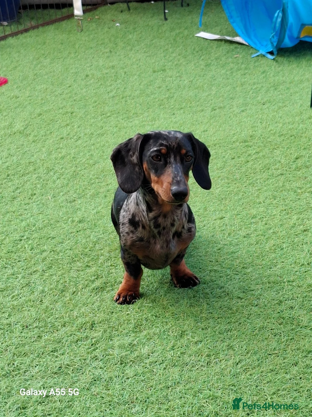 Miniature Dachshund dogs for sale: Stunning Miniature Smooth Haired Dachshund Puppies - Advert 2