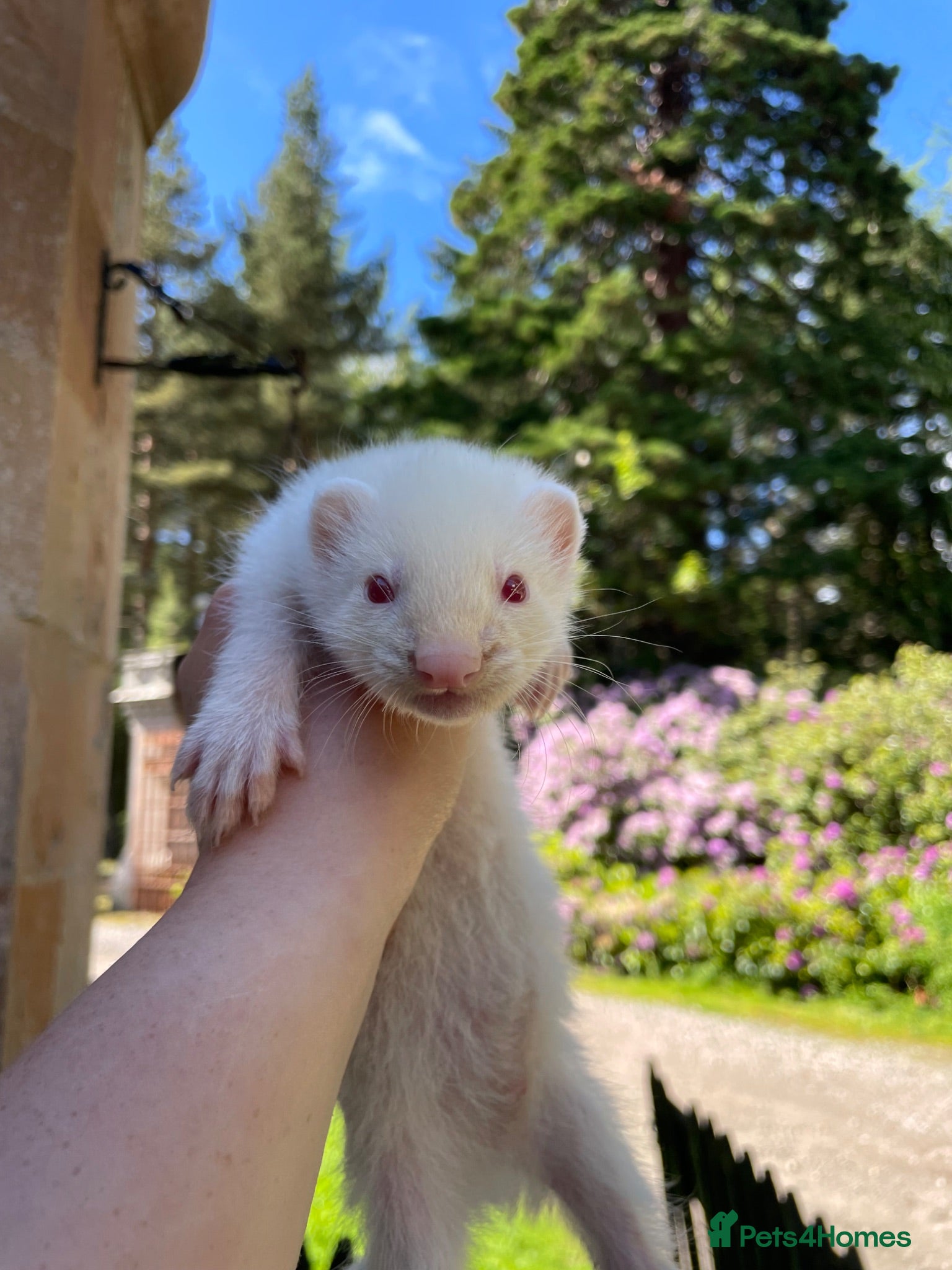 Ferret rodents Albino ferret kits  - Advert 1