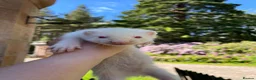 Ferret rodents for sale: Albino ferret kits  in Inverness - Advert 1