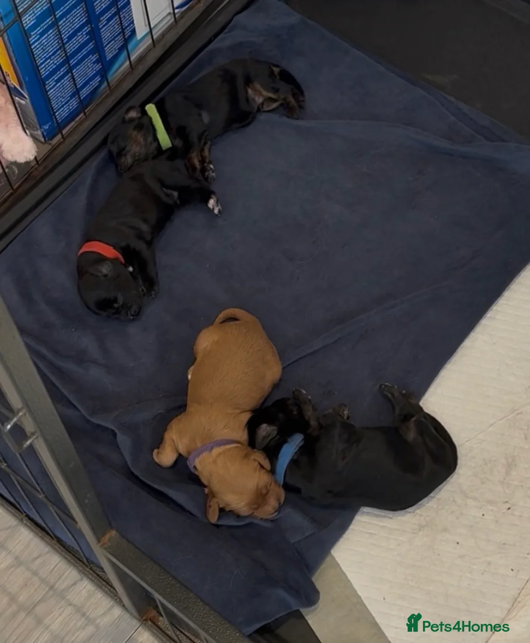 Cavapoo dogs for sale: Licensed Breeder F1 Cavapoos 🐶🥰 - Advert 8