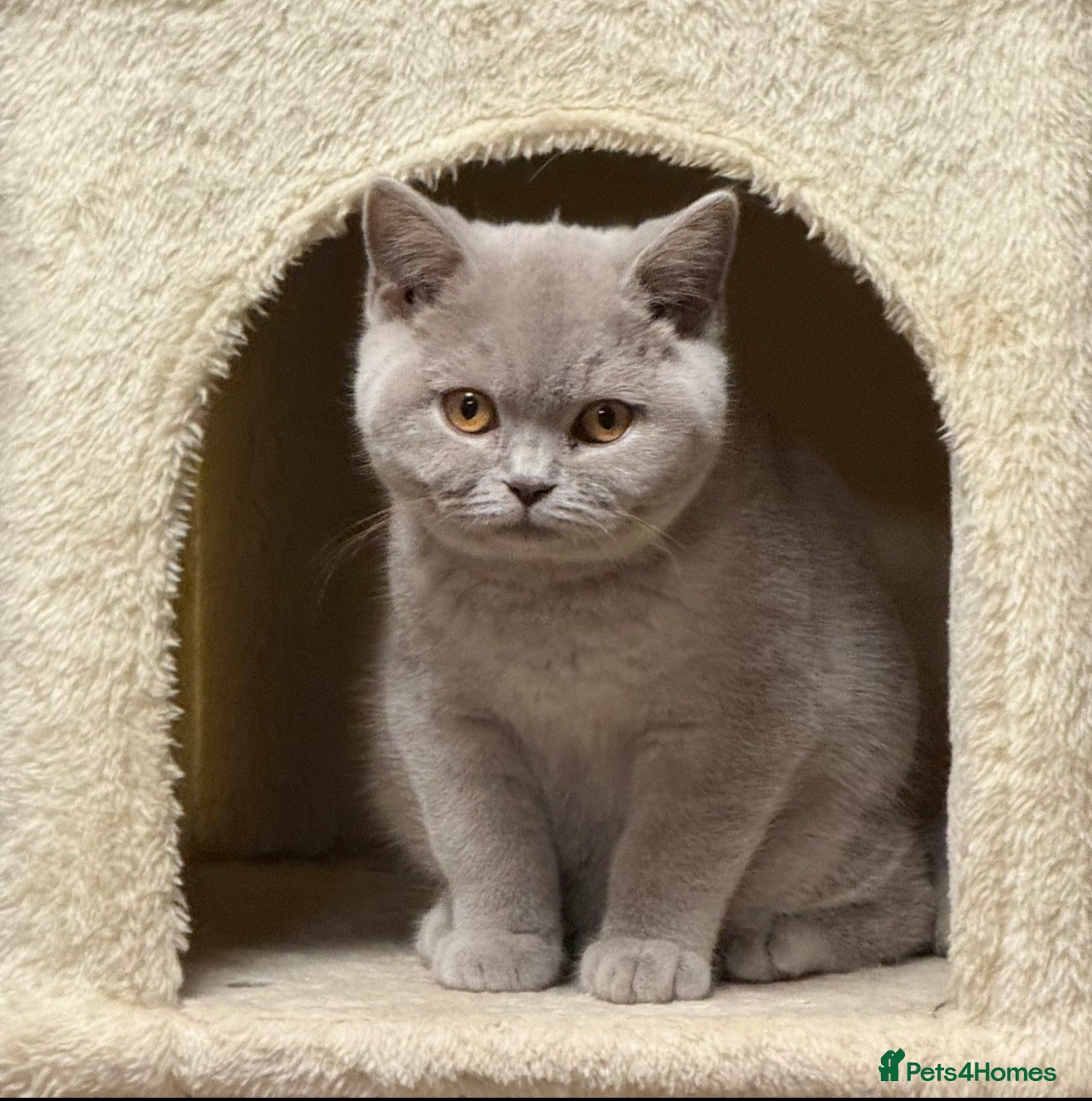 British Shorthair cats Chunky GCCF Reg BSH Kittens Ready Now - Advert 10