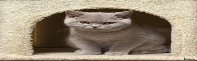 British Shorthair Kitten 1