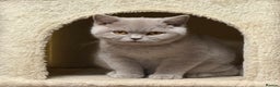 British Shorthair cats for sale: Chunky GCCF Reg BSH Kittens Ready Now - Advert 1