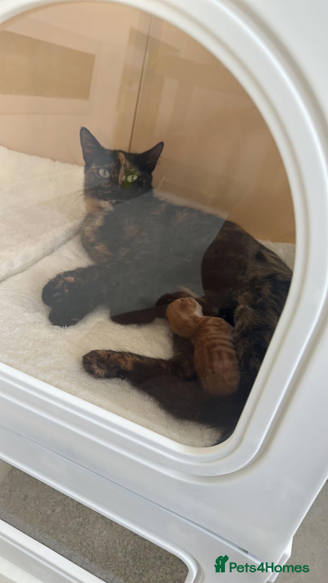 Mixed Breed cats Female kitten - Advert 2