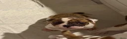 American Bulldog dogs for sale: NEBBR Papers!  - Advert 12