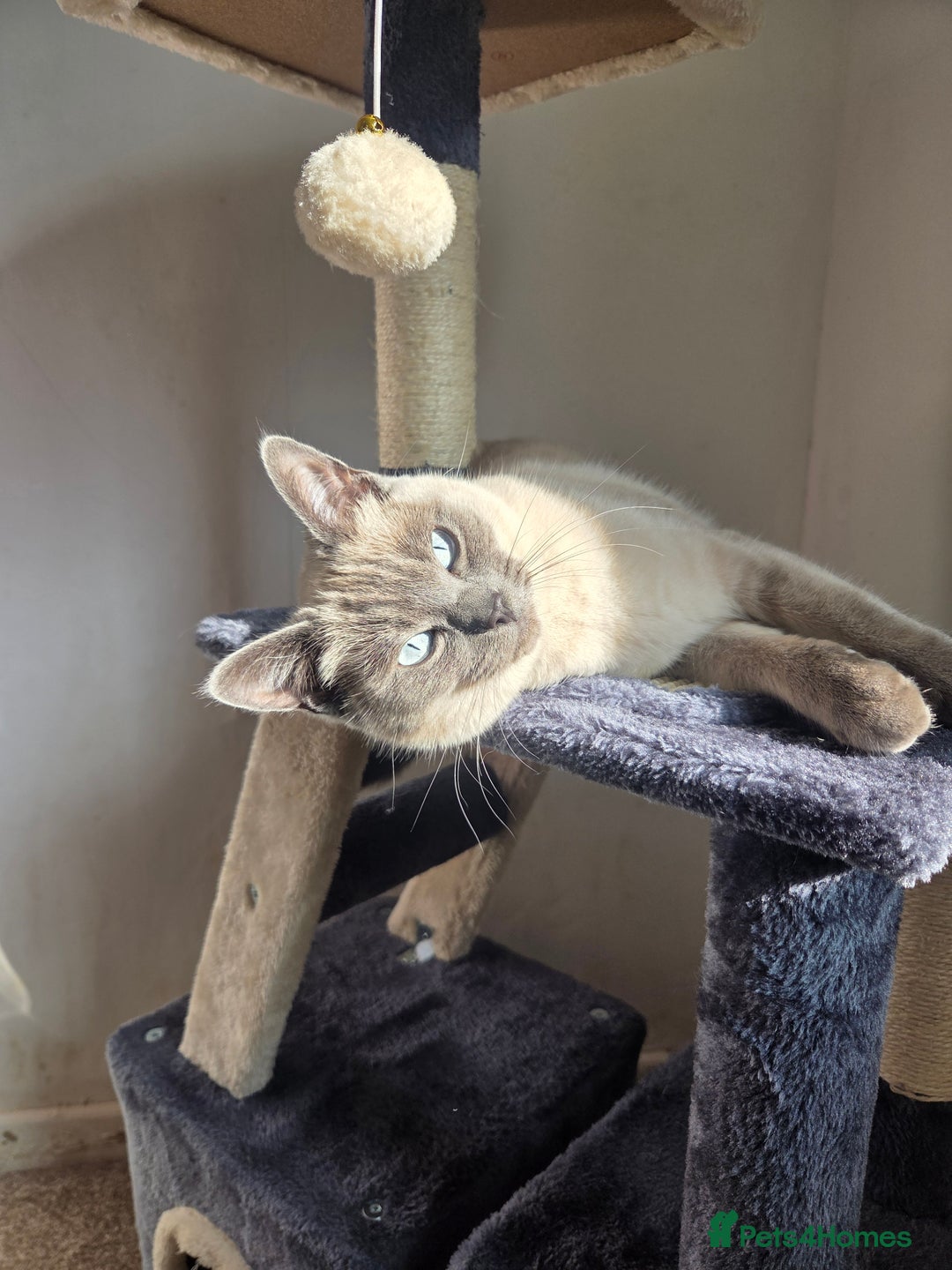 Ragdoll cats for sale: Female Ragdoll- READ DESCRIPTION - Image 4