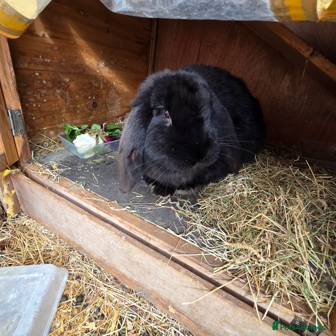 Mixed Breed rabbits for sale: Mixed breed bunnies in Gillingham - Advert 5