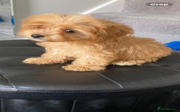 Cavapoo dogs for sale: Beautiful, stunning litter of toy cavapoos - Image 4