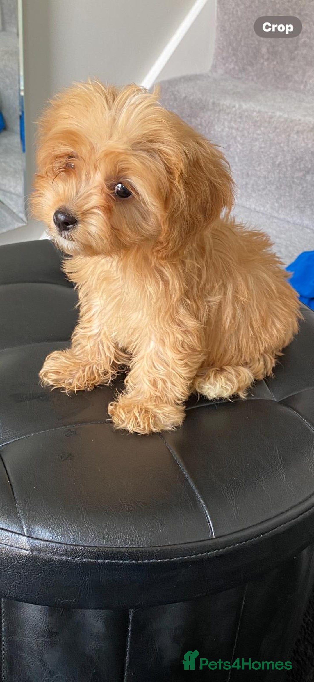 Cavapoo dogs for sale: Beautiful, stunning litter of toy cavapoos - Image 4