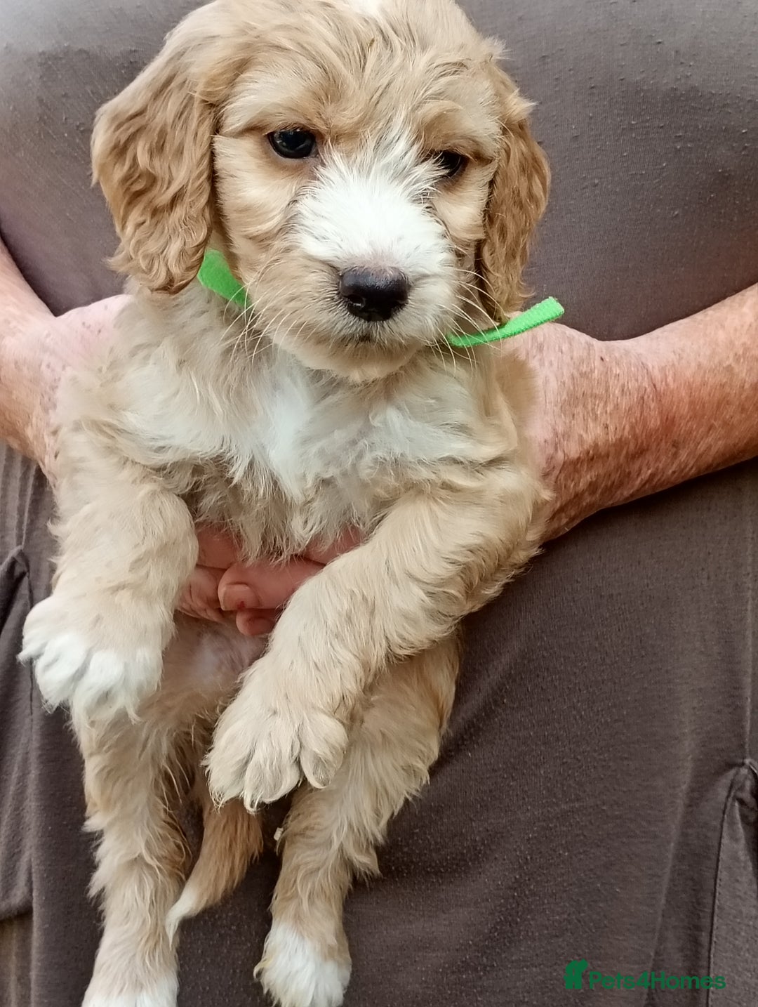 Cockapoo dogs for sale: Cockapoo F1 puppies  - Image 7