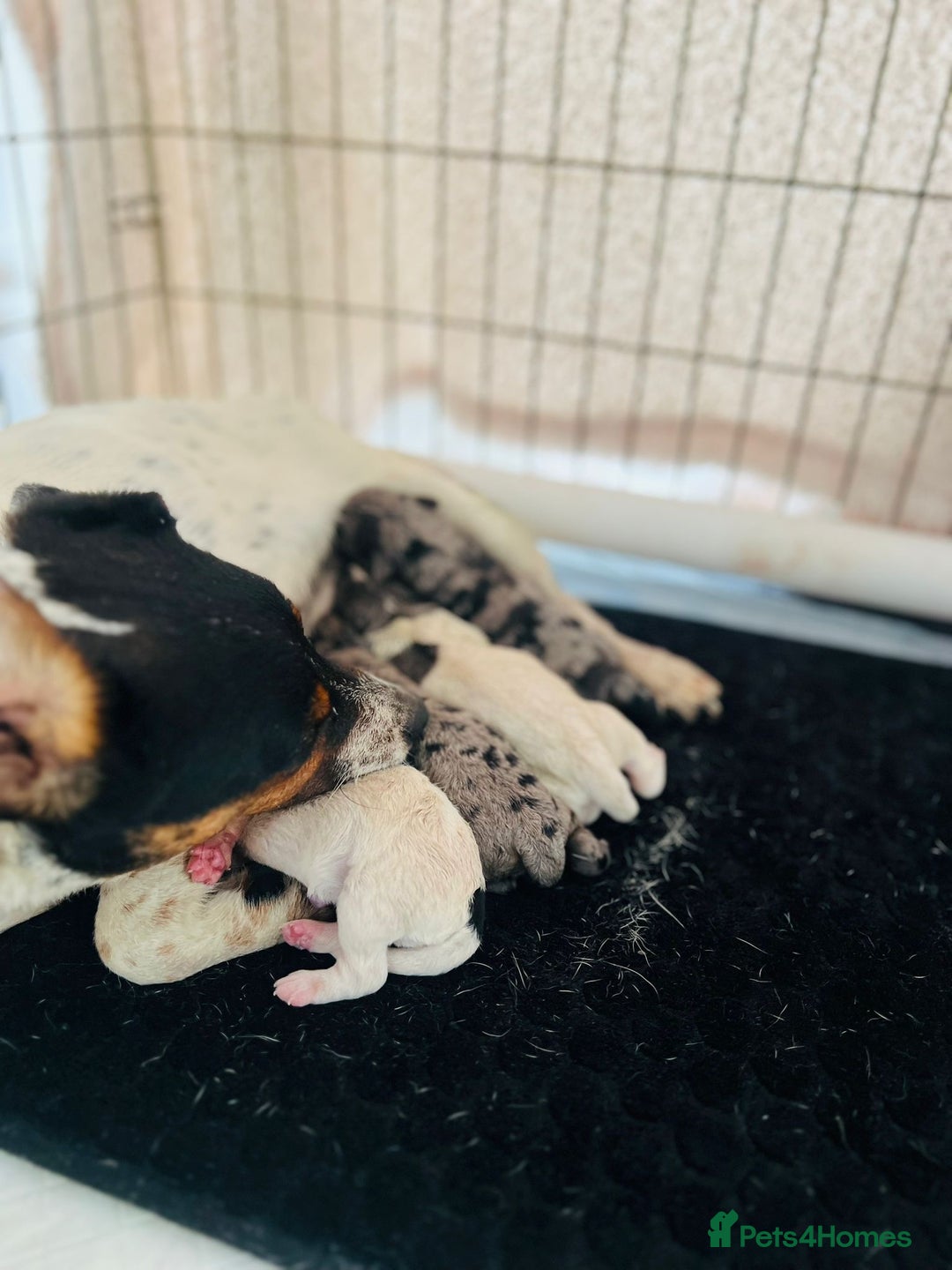 Mixed Breed dogs for sale: Cocker Jack puppies - Image 7