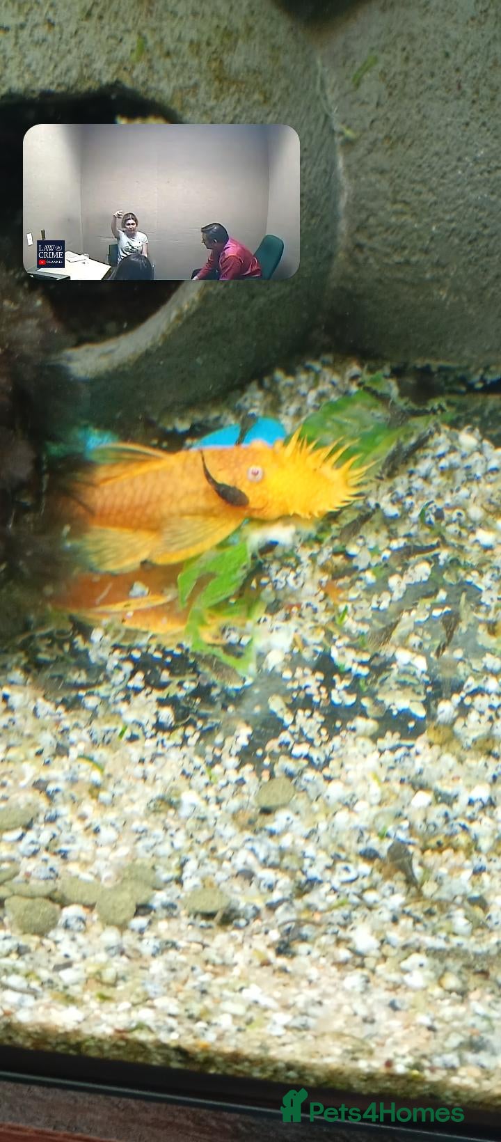 Plecos fish Bristelnose plecos - Advert 3
