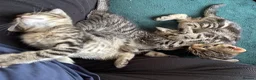 Domestic Shorthair cats for sale: 3 Kittens Ready Oct 4th - WR12 - Advert 15
