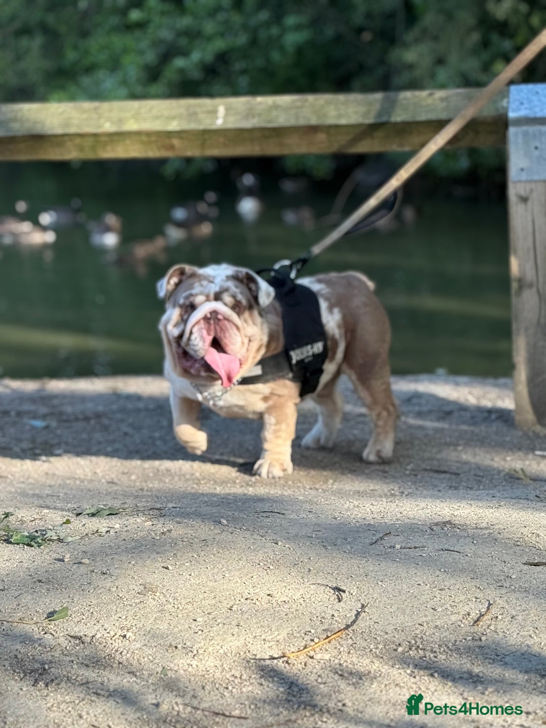 English Bulldog dogs for stud: Grizzly ready to stud  - Image 4
