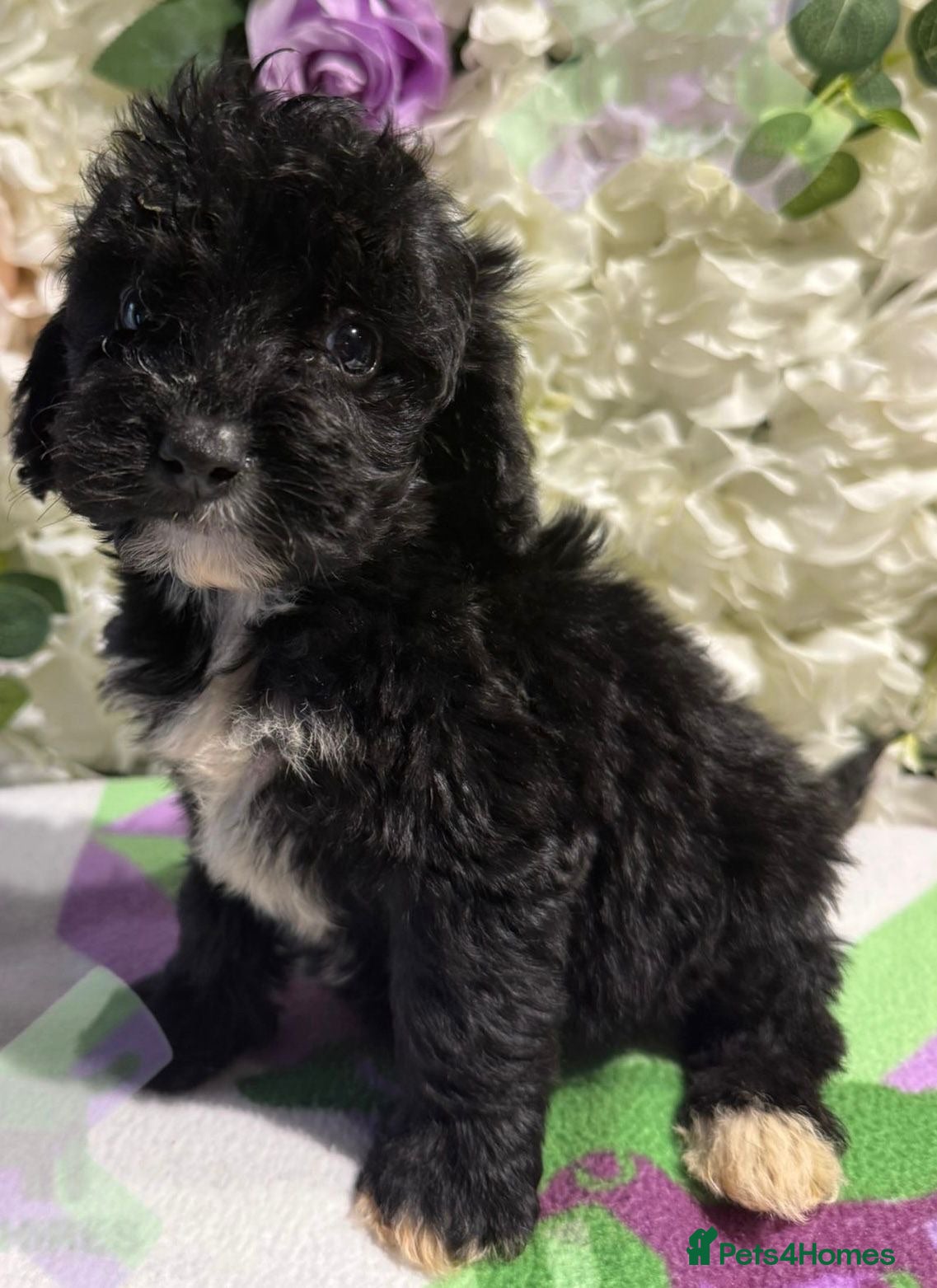 Cockapoo dogs F1 mini Cockapoo’s 🩵💖 30 dna clear  - Advert 1