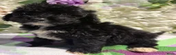 Cockapoo dogs for sale: F1 mini Cockapoo’s 🩵💖 30 dna clear  - Advert 8