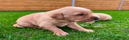 Goldador dogs for sale: Beautiful Golden Goldador Babies 🐾🐾🐾 - Advert 8