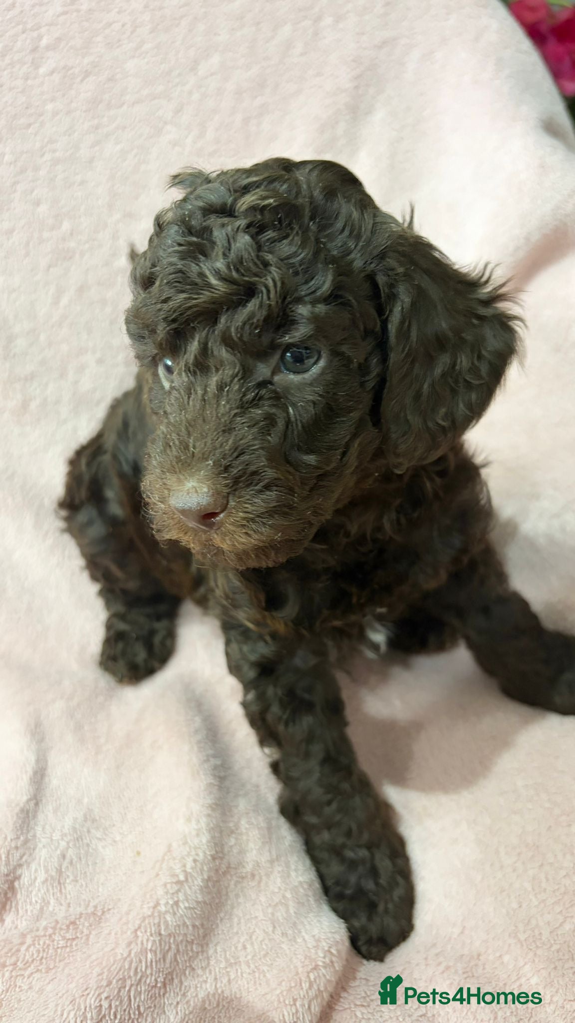 Miniature Poodle dogs  Pure Bred Miniature Poodles - Advert 7