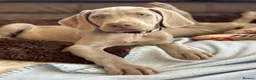 Weimaraner dogs for sale: 🐾Ready Now KC REG SILVER WEIMARANER PUPPIES 🐾 - Advert 16