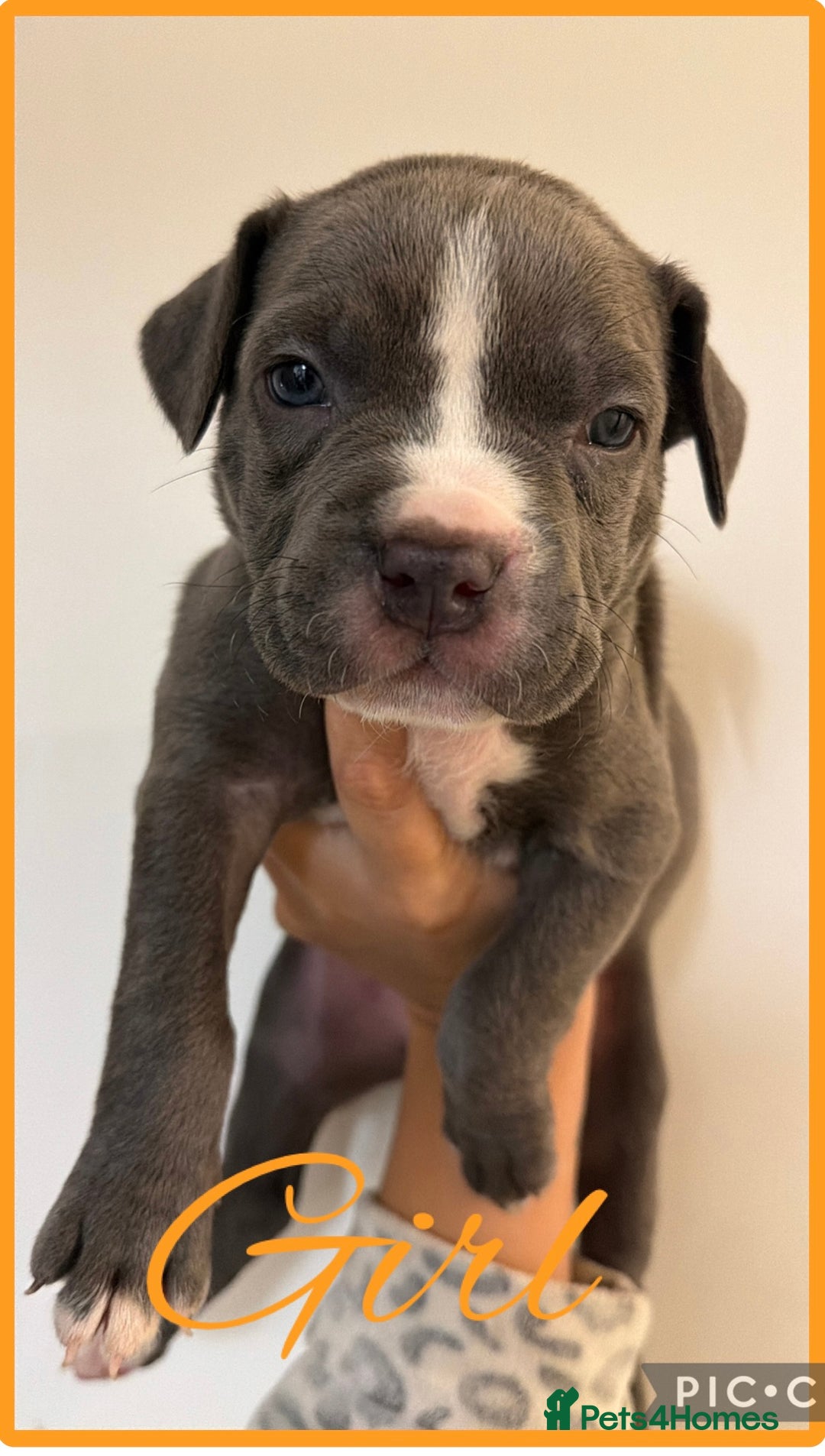 Mixed Breed dogs for sale: American staff mix  - Advert 4