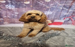 Mixed Breed dogs for sale: Cavachon Puppies for Sale  - Image 11