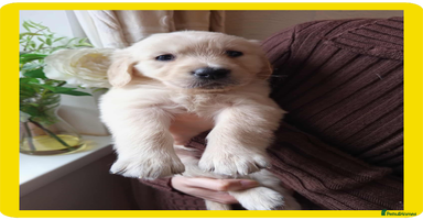 Golden Retriever dogs - Advert 13