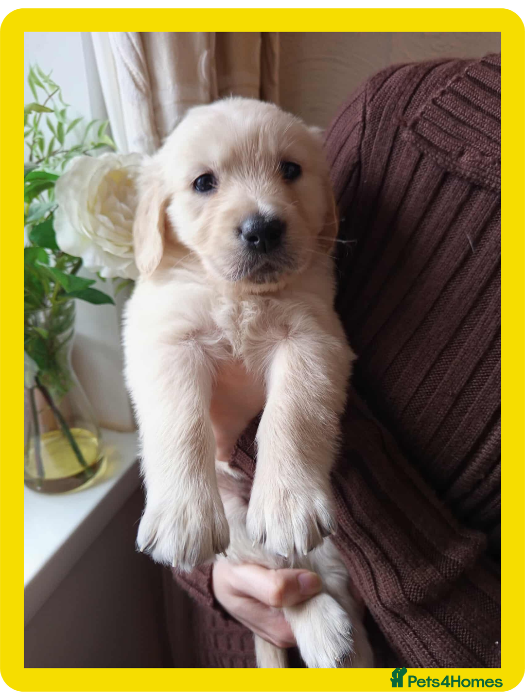 Golden Retriever dogs for sale: Golden Retriever Puppies - Mum & Dad family pets - Image 11