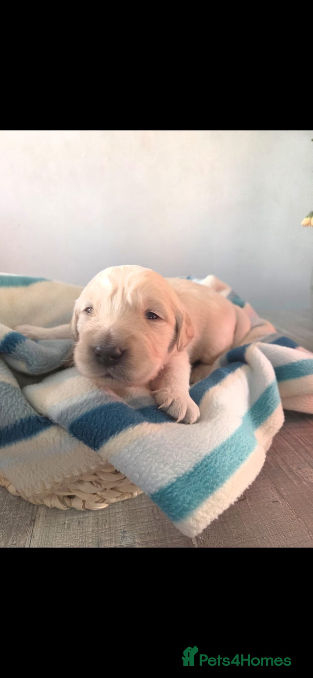 Golden Retriever dogs for sale: 5 golden retriever puppies  - Advert 6