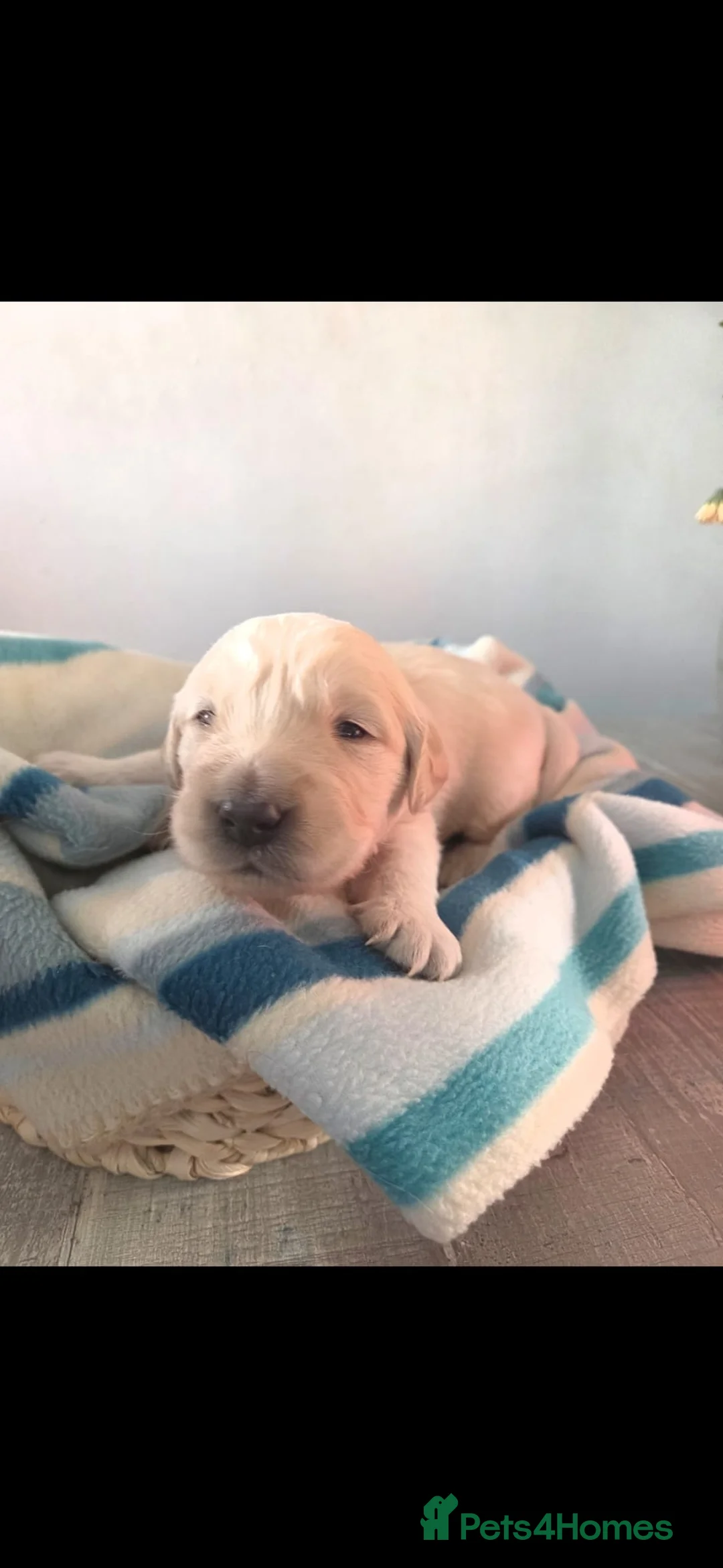 Golden Retriever dogs for sale: 5 golden retriever puppies  - Advert 6