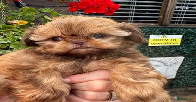 Shih Tzu dogs - Advert 2