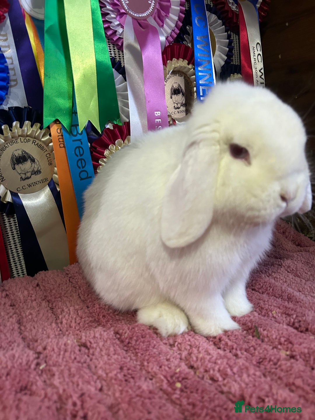 Mini Lop rabbits for sale: Purebred show-line Mini lops  - Advert 4