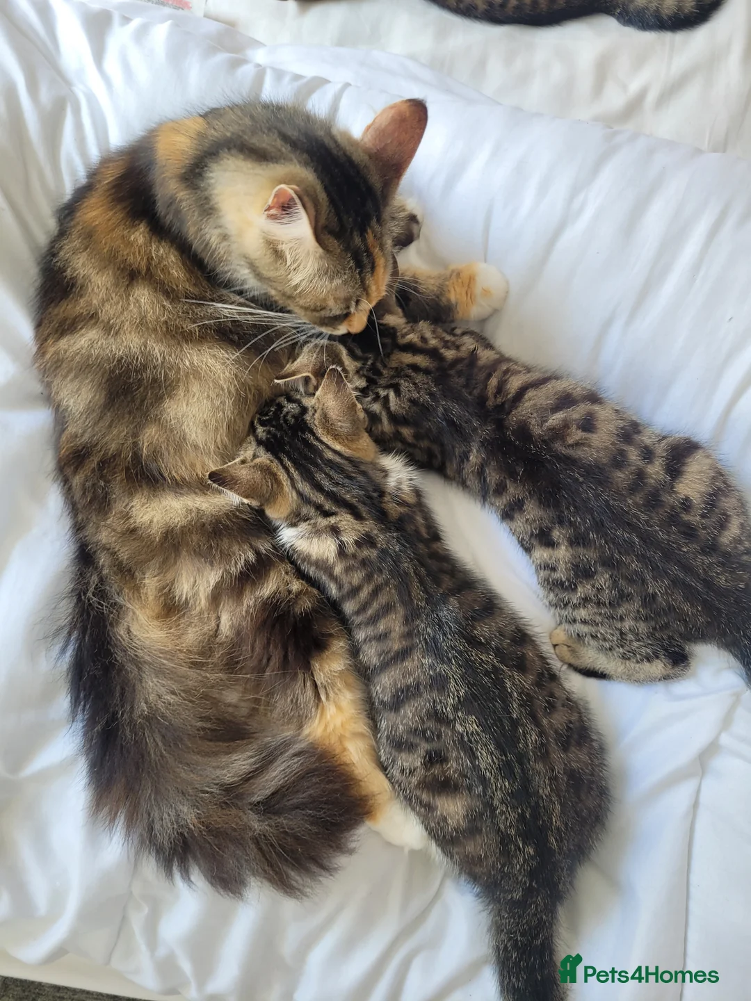 Mixed Breed cats for sale: READY NOW.... - Advert 10