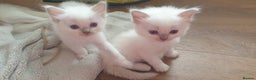 Ragdoll cats for sale: Beautiful GCCF Lilac and Cream Point kittens - Advert 3