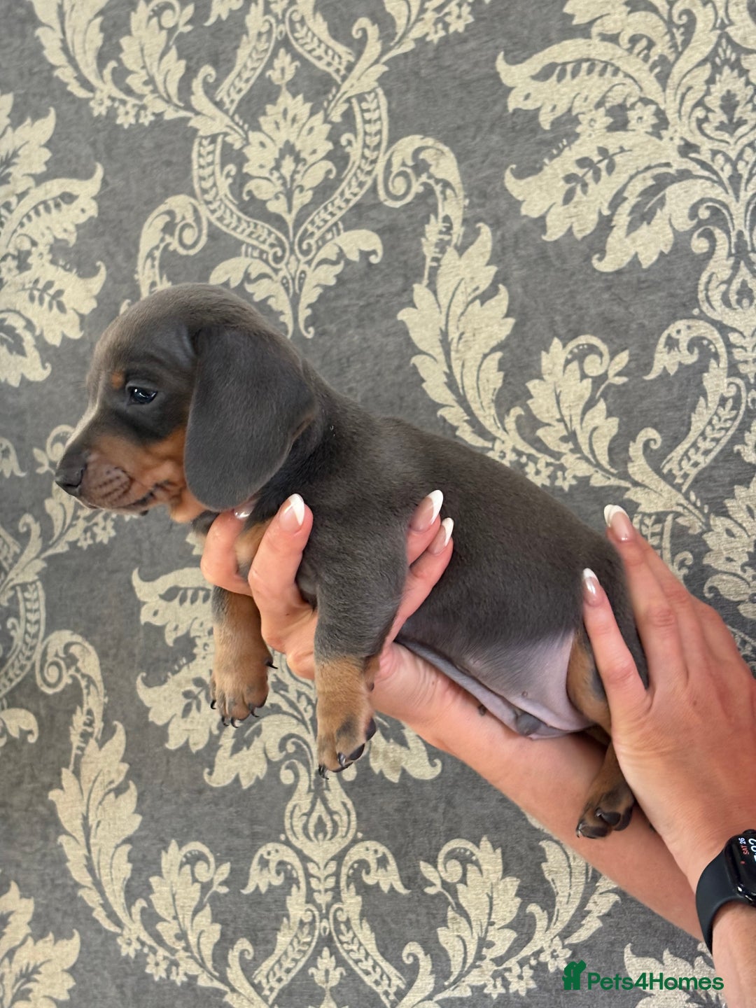 Miniature Dachshund dogs for sale: KC Registered Miniature Dachshund Puppies For Sale - Image 2