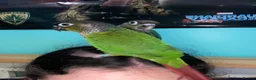 Conures birds for sale: Meet Belle and Killian! in Trowbridge - Advert 7