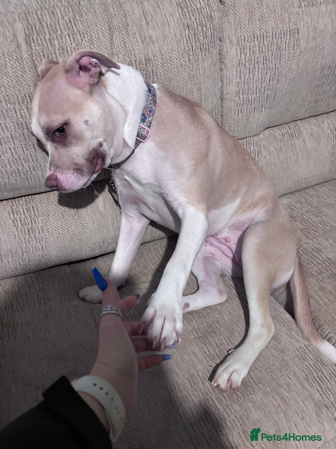 Mixed Breed dogs for sale: New Home ASAP - Advert 8