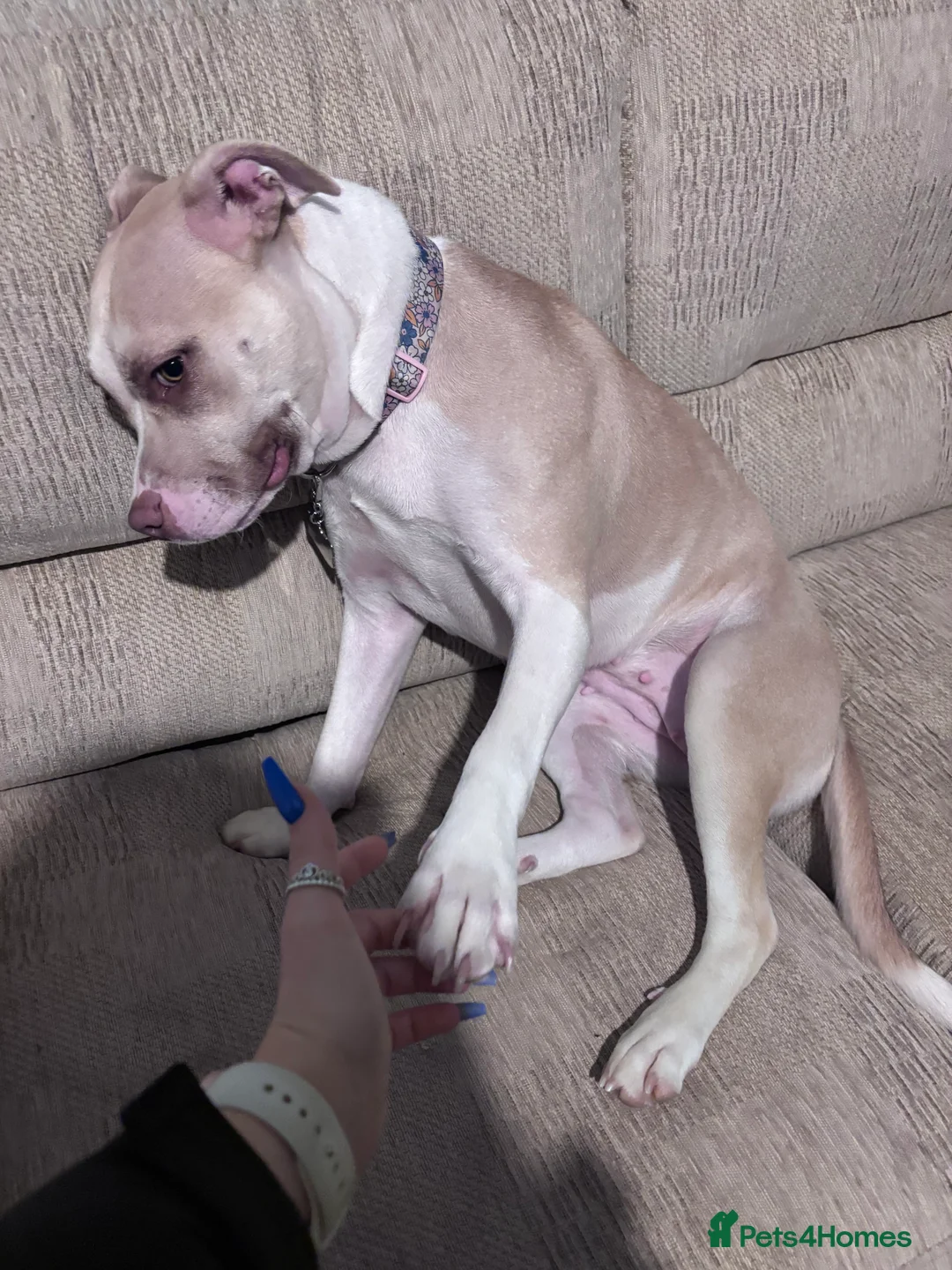 Mixed Breed dogs for sale: New Home ASAP - Advert 8